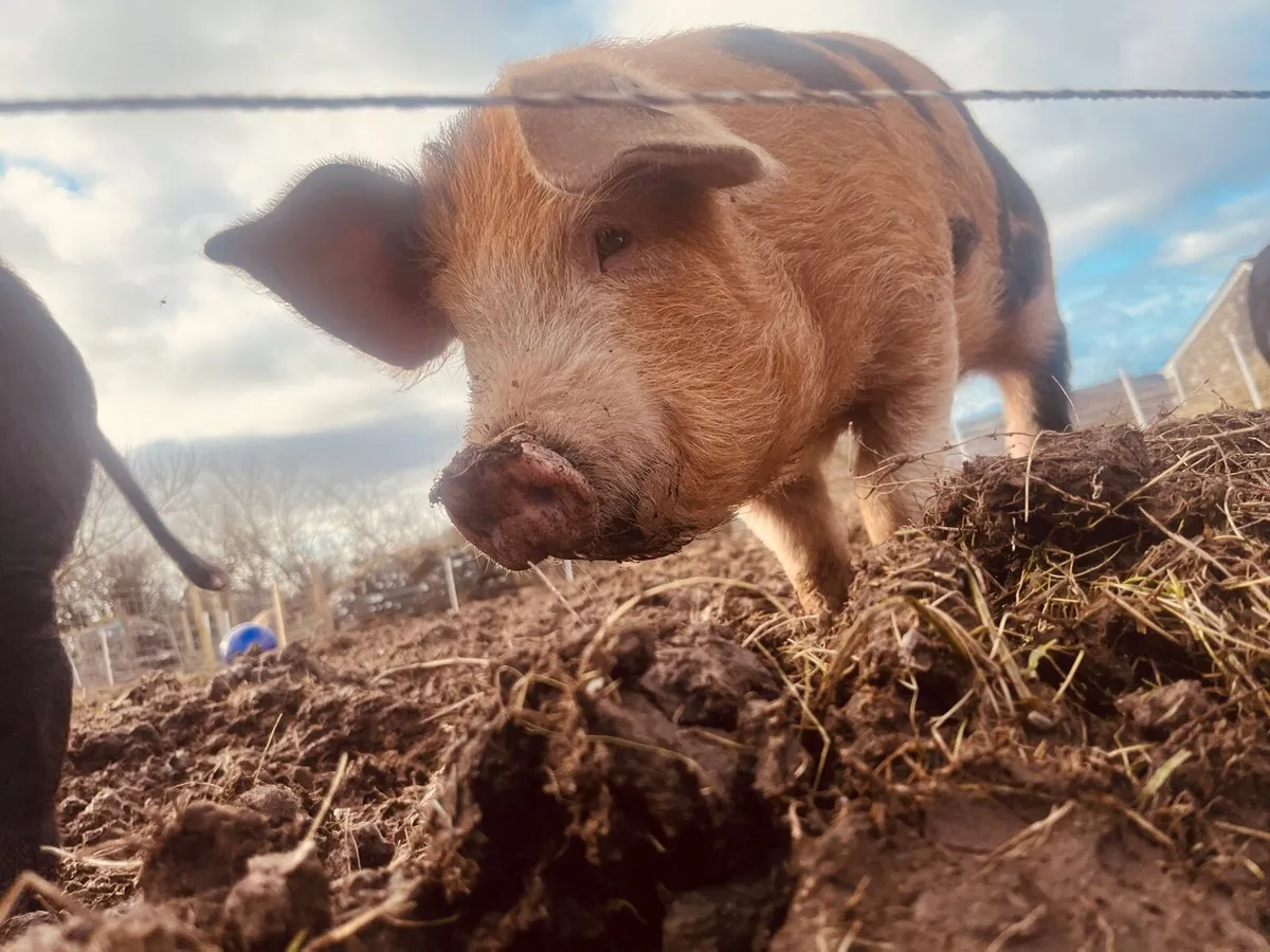 Oxford sandy black/Berkshire boar for sale - Image 3