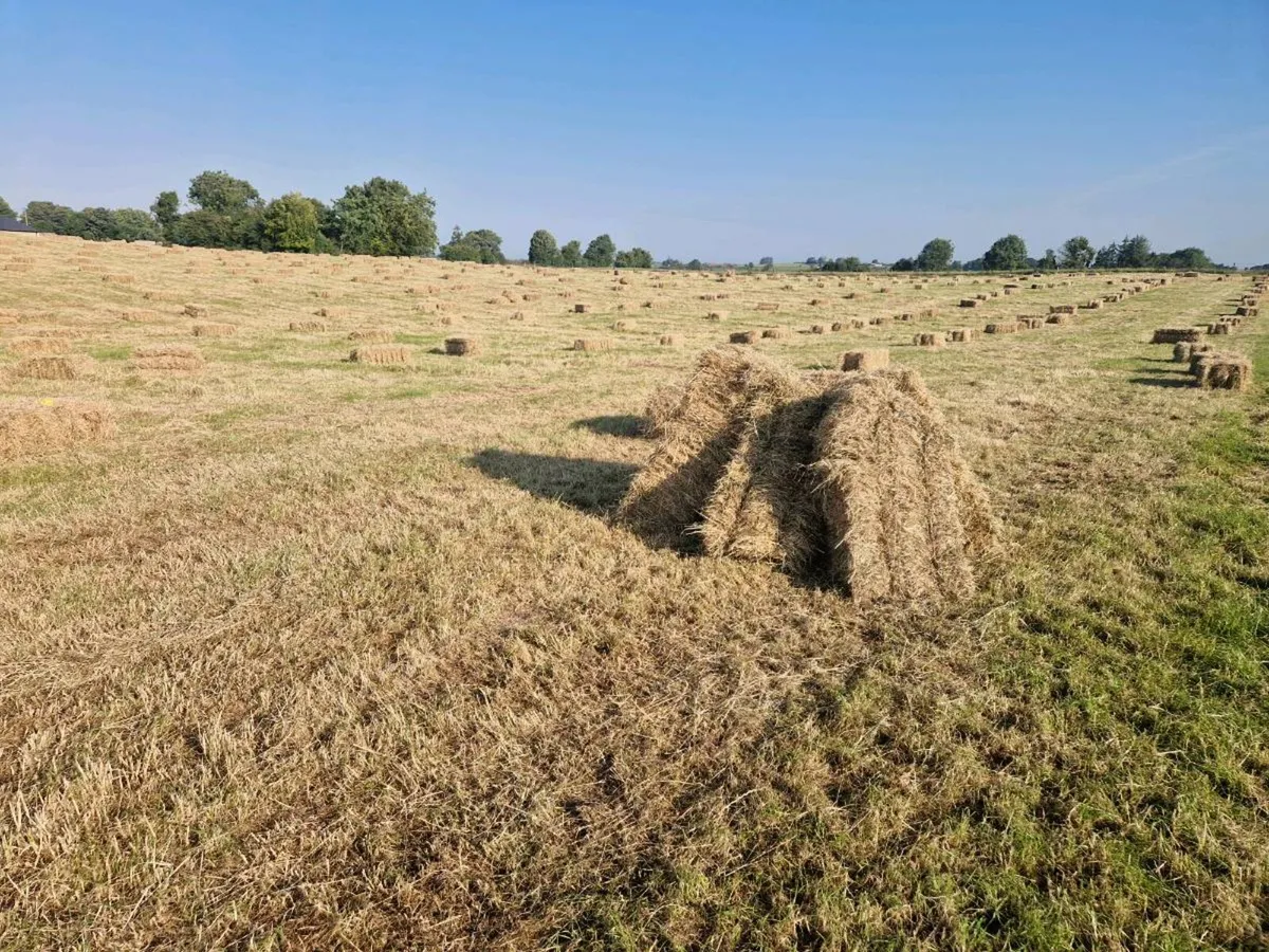 Hay - Image 1