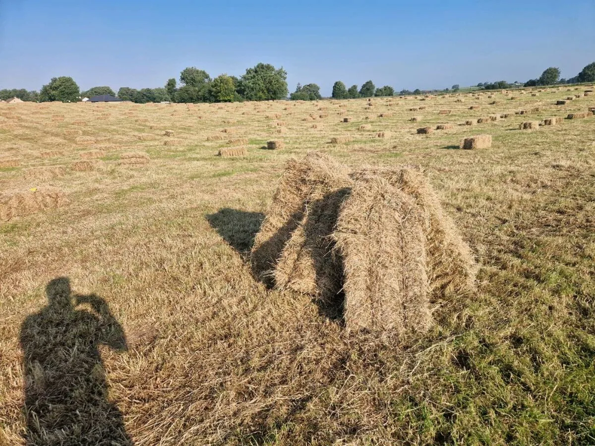 Hay - Image 2