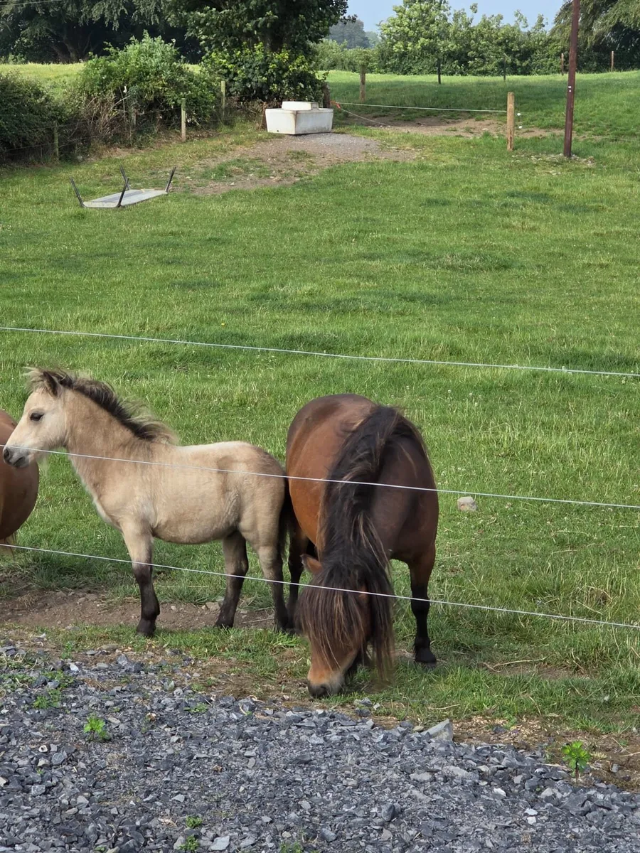 Mare and foal - Image 1