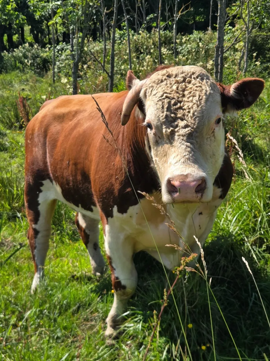 Hereford bulls - Image 1