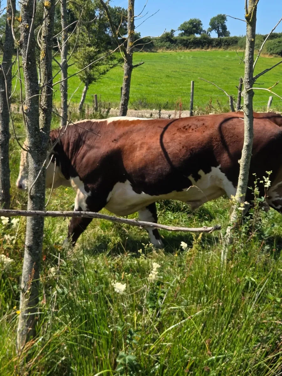 Hereford bulls - Image 2