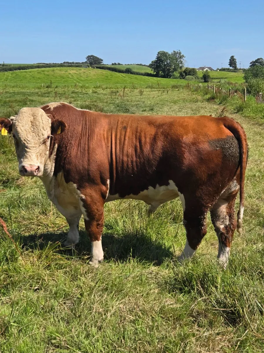 Hereford bulls - Image 3