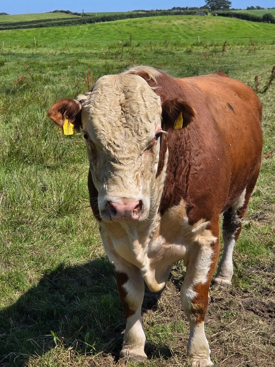 Hereford bulls - Image 4