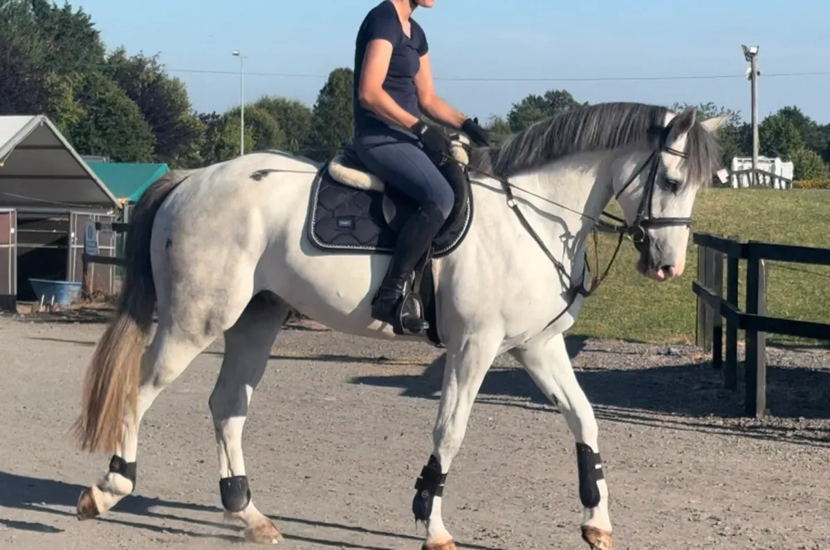 4 year old 16.1 gelding - Image 1