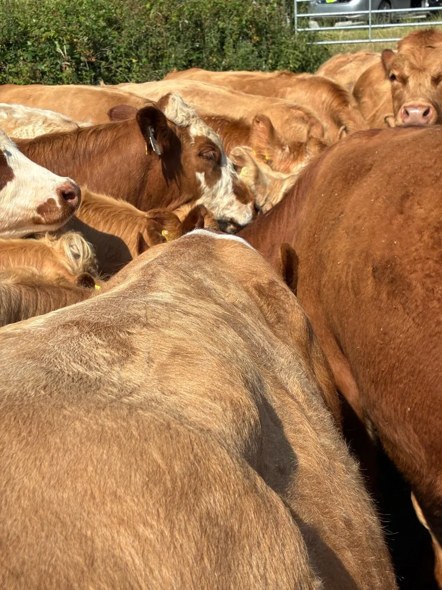 SUPER QUALITY CH/LIM BULLOCKS  380/390KG - Image 2