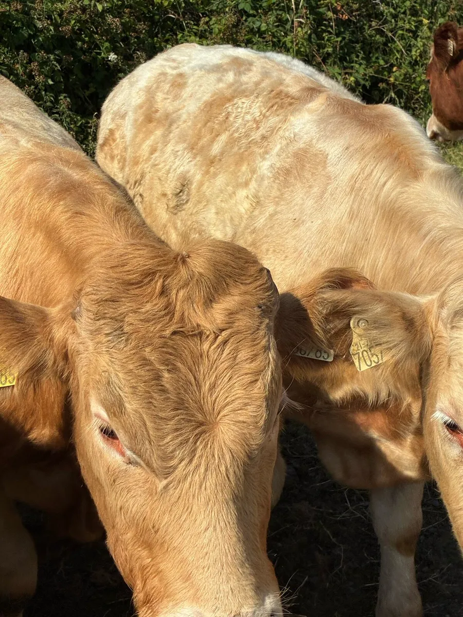 SUPER QUALITY CH/LIM BULLOCKS  380/390KG - Image 1