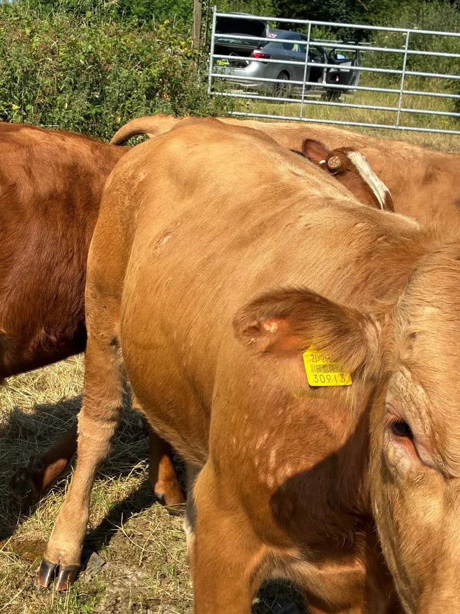 SUPER QUALITY CH/LIM BULLOCKS  380/390KG - Image 3