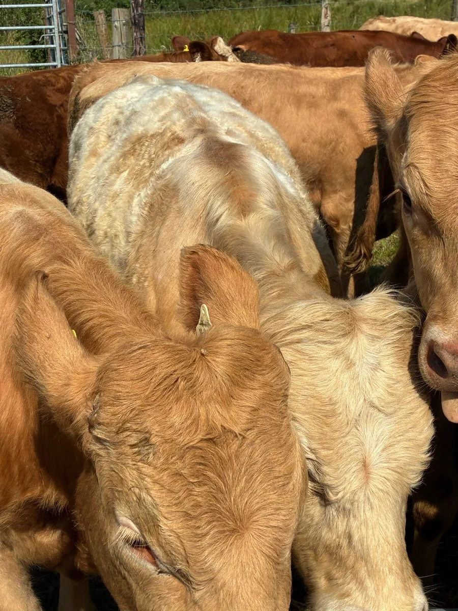 SUPER QUALITY CH/LIM BULLOCKS  380/390KG - Image 4