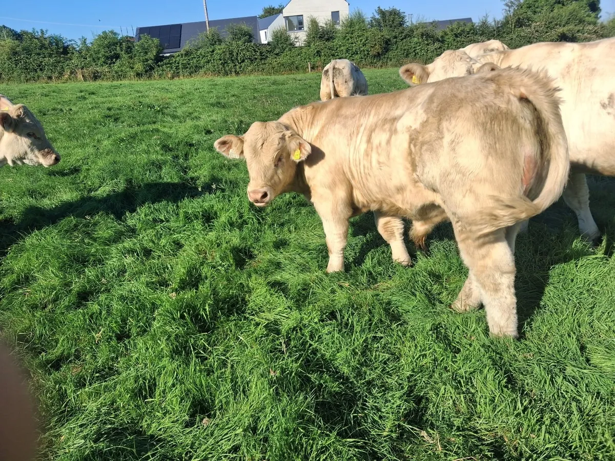 PBR PEDIGREE CHAROLAIS BULL"S - Image 3