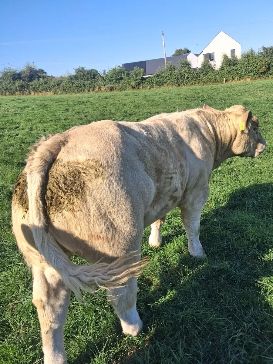 PBR PEDIGREE CHAROLAIS BULL"S - Image 1