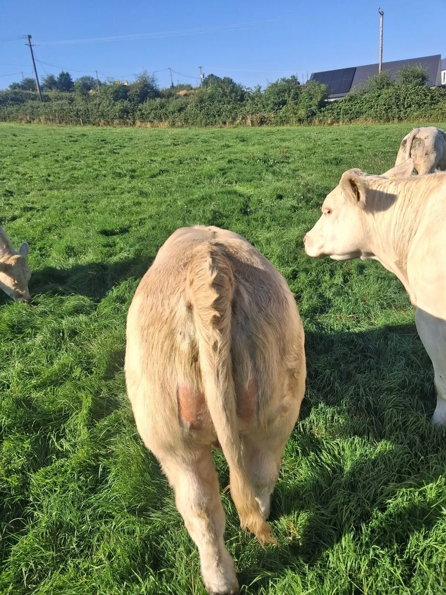 PBR PEDIGREE CHAROLAIS BULL"S - Image 4