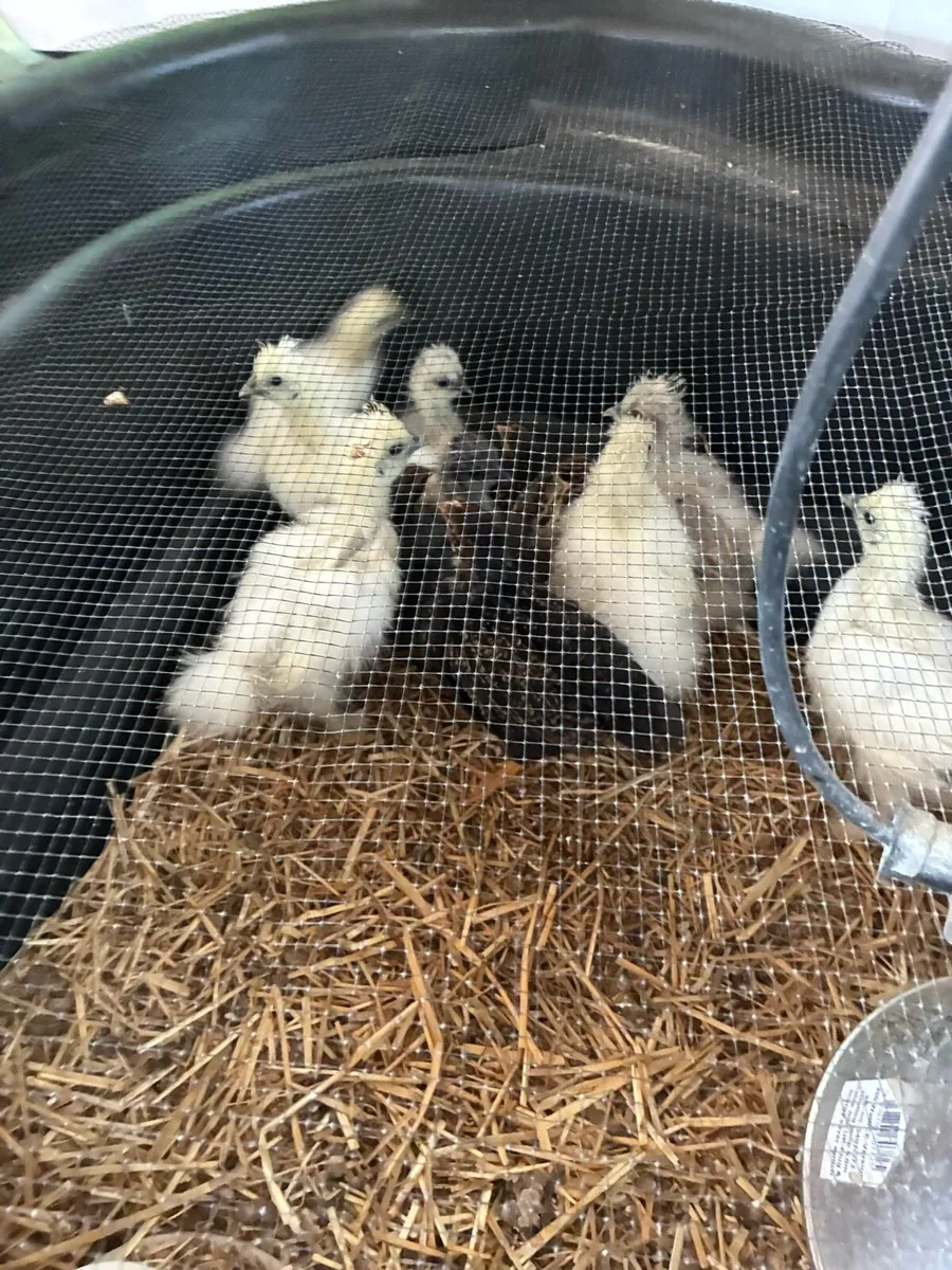 Chickens - Image 1