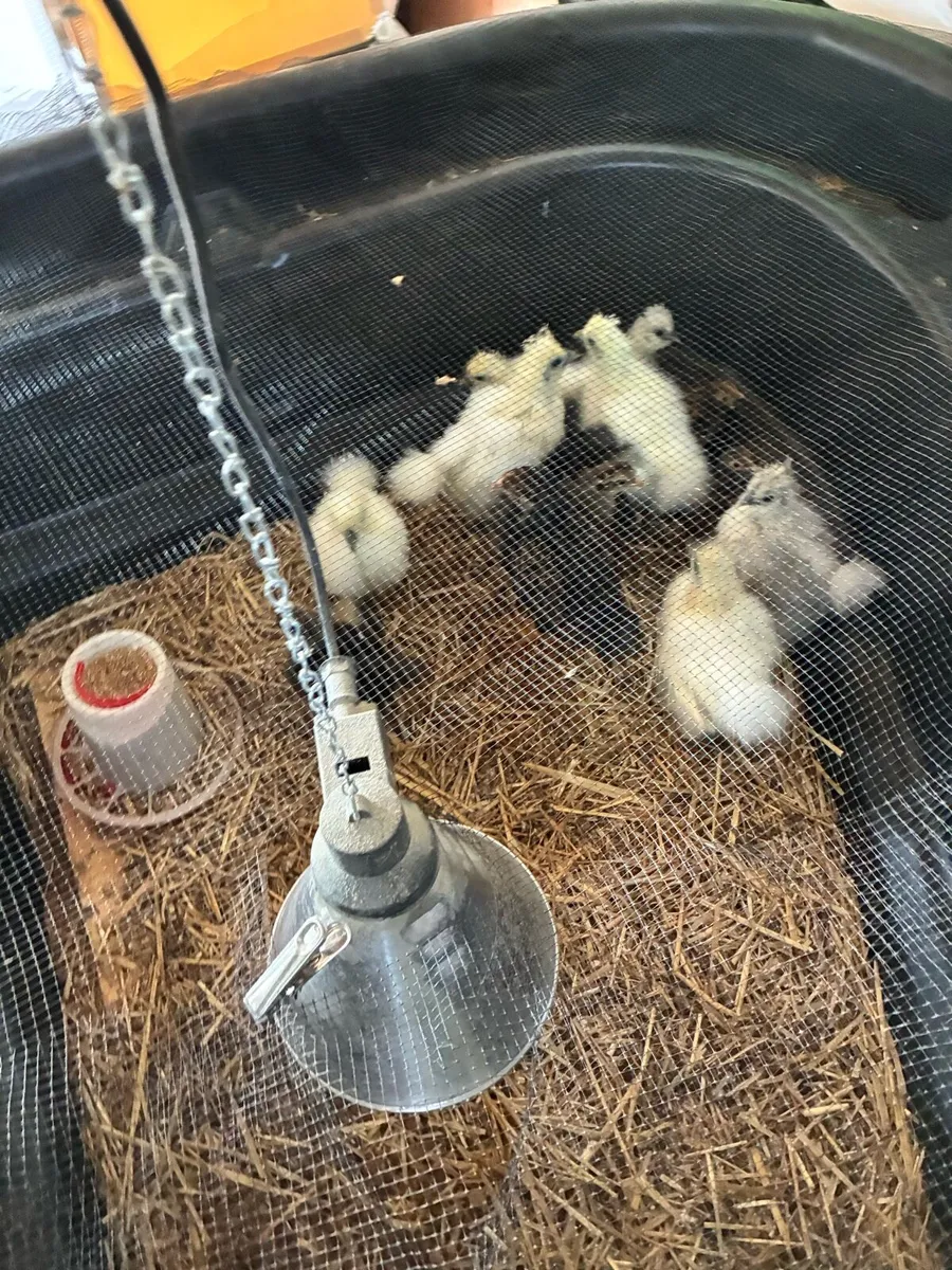 Chickens - Image 2