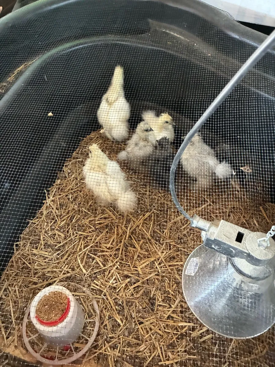 Chickens - Image 3