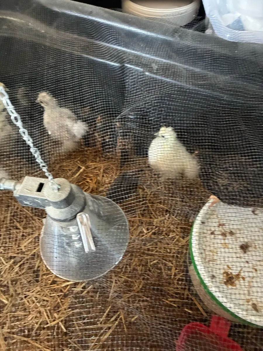 Chickens - Image 4