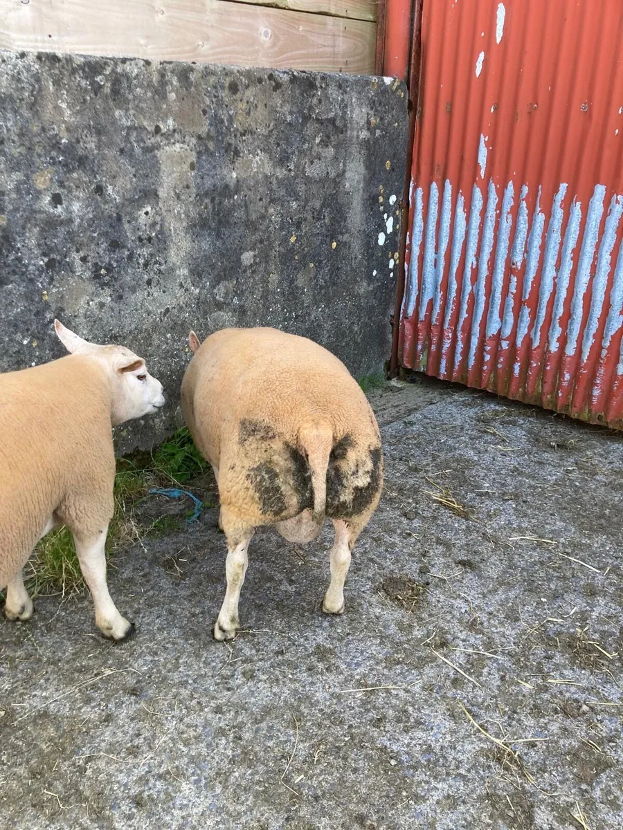 Pedigree registered & non reg beltex hogget rams - Image 2