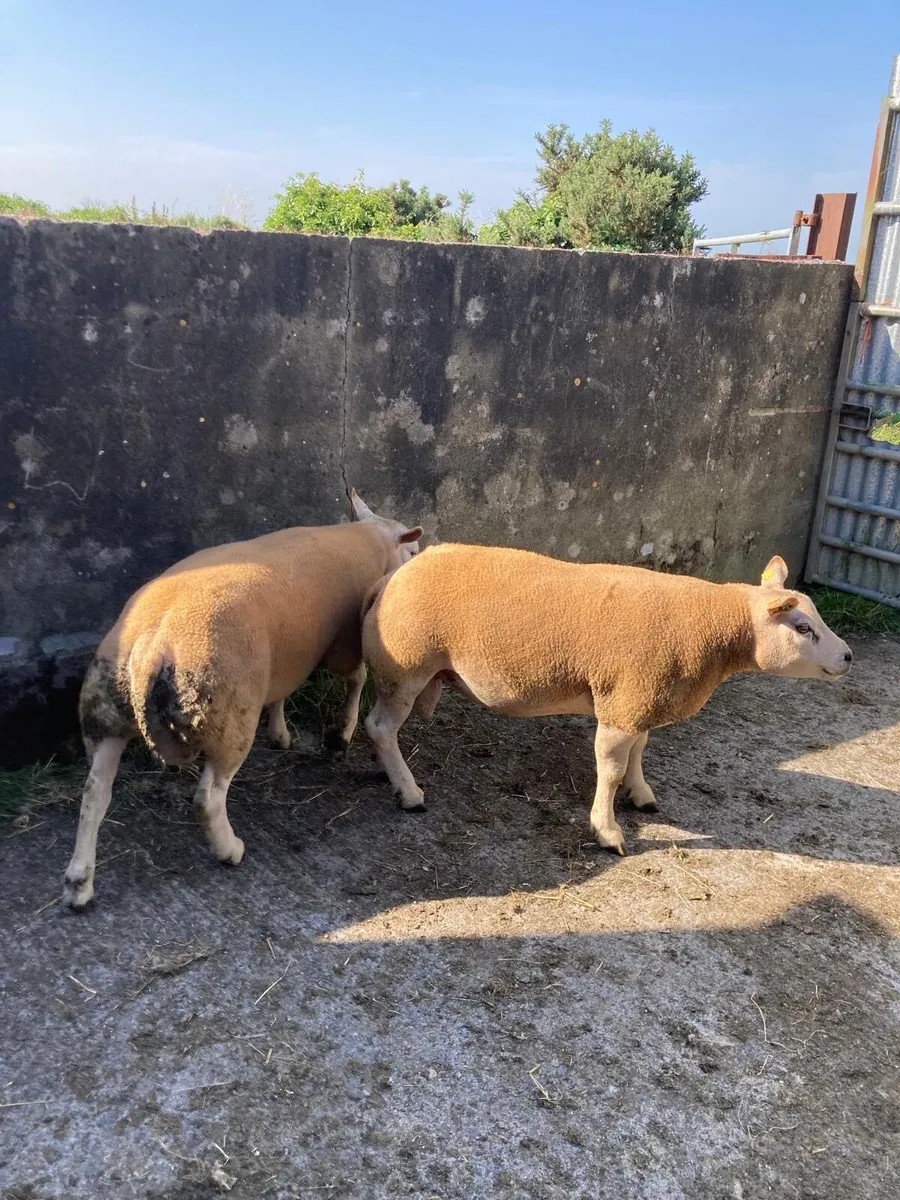 Pedigree registered & non reg beltex hogget rams - Image 3