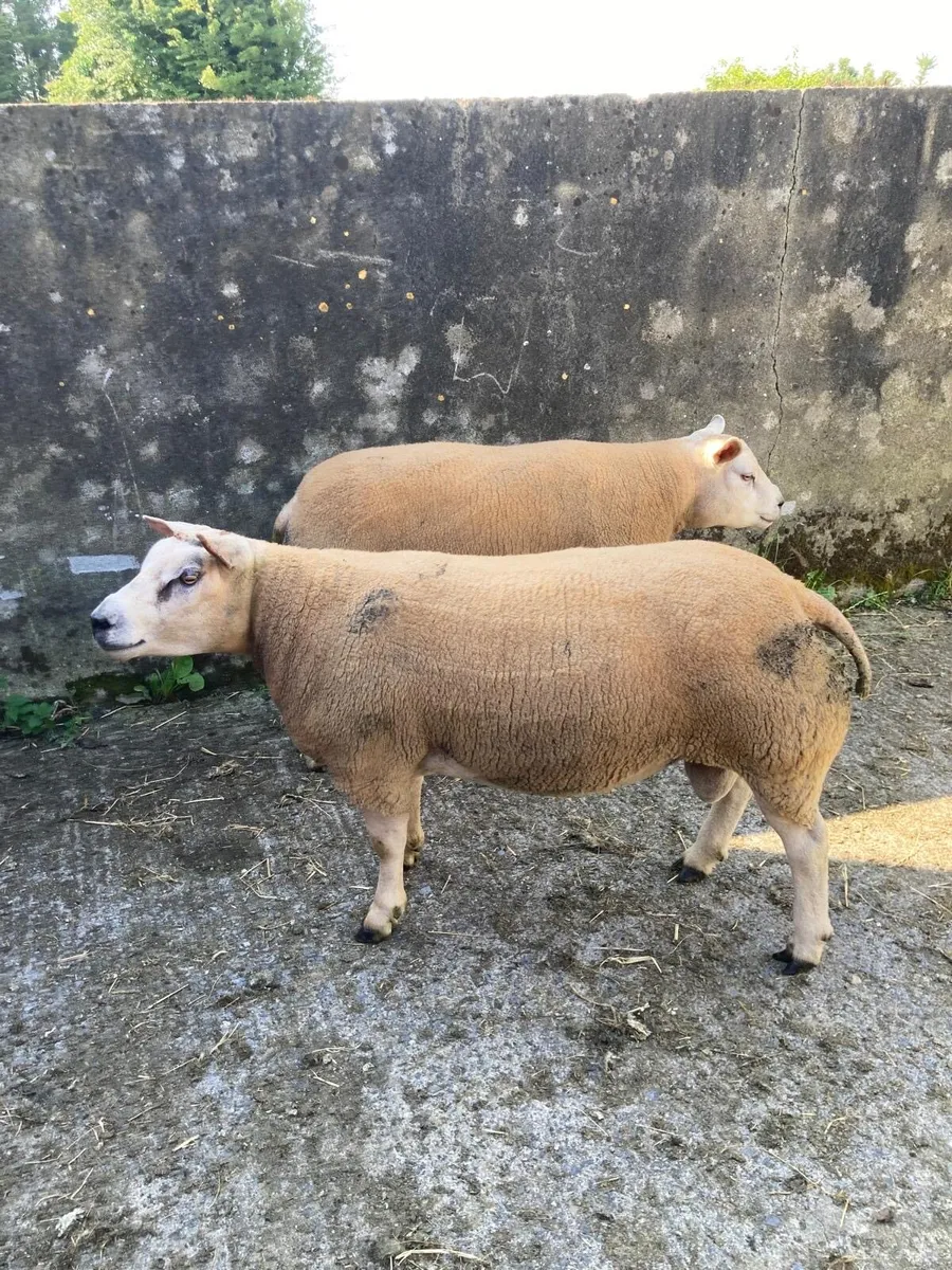 Pedigree registered & non reg beltex hogget rams - Image 1