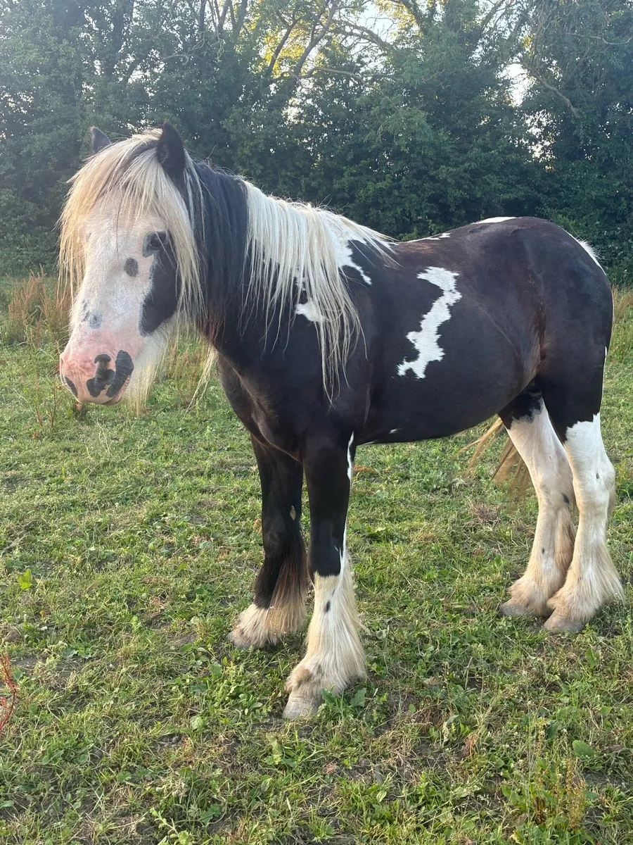 2yr old cob gelding 12.2