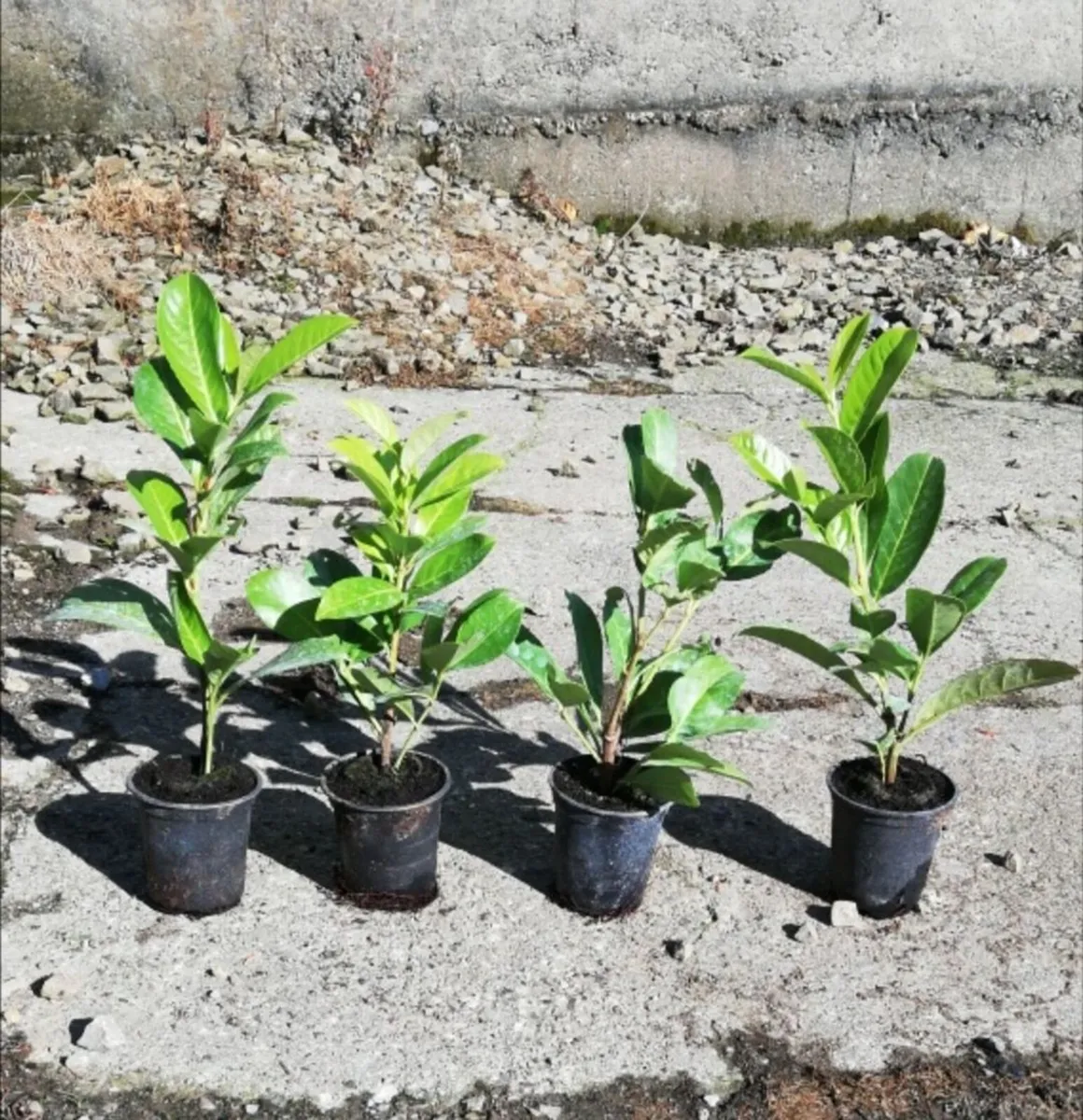 Laurel Hedging - Image 2