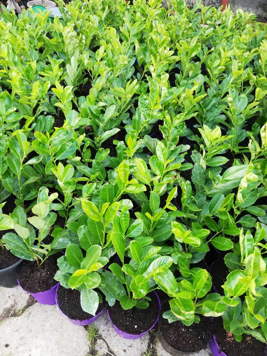 Laurel Hedging - Image 2
