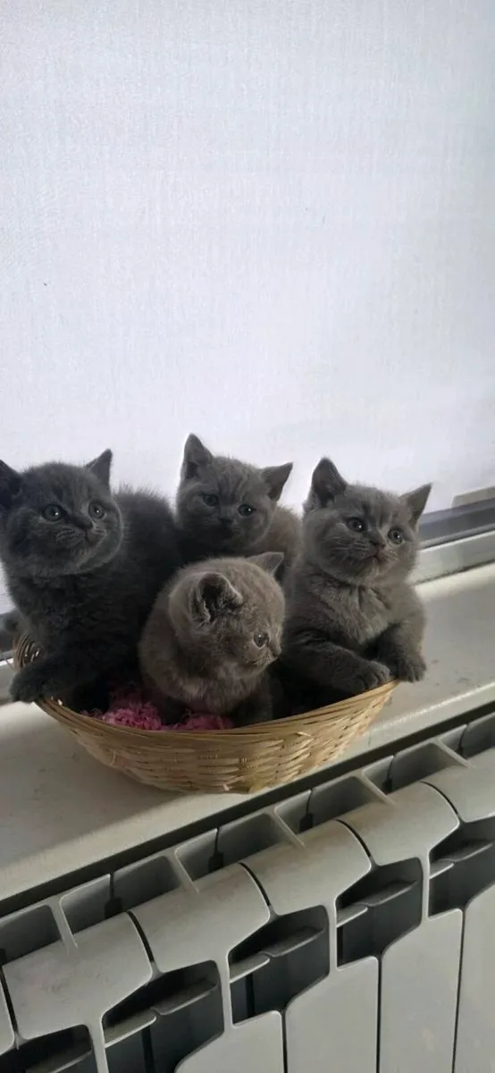 Short hair british Kittens - Image 1