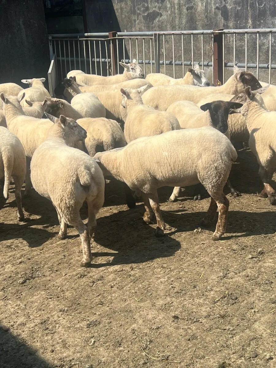 Hoggets - Image 2