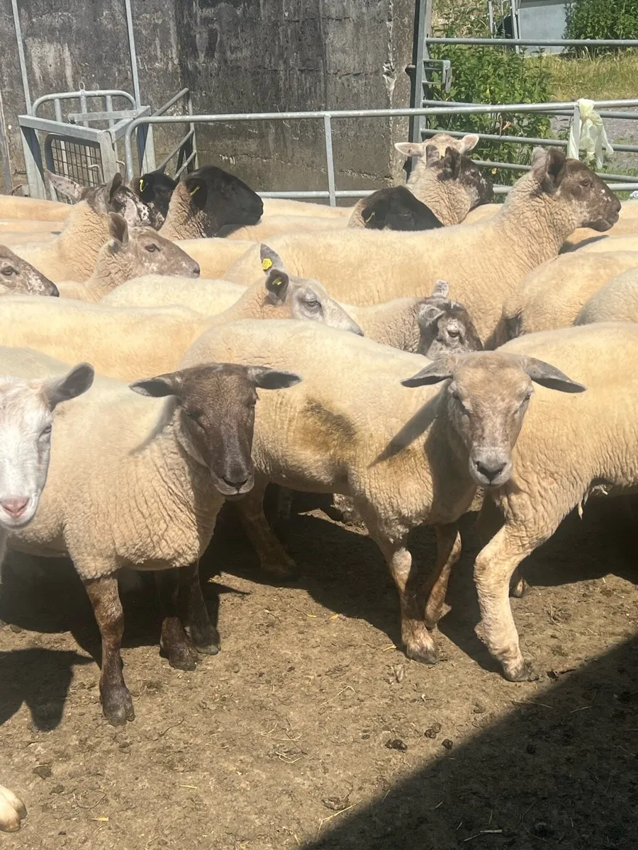 Hoggets - Image 3