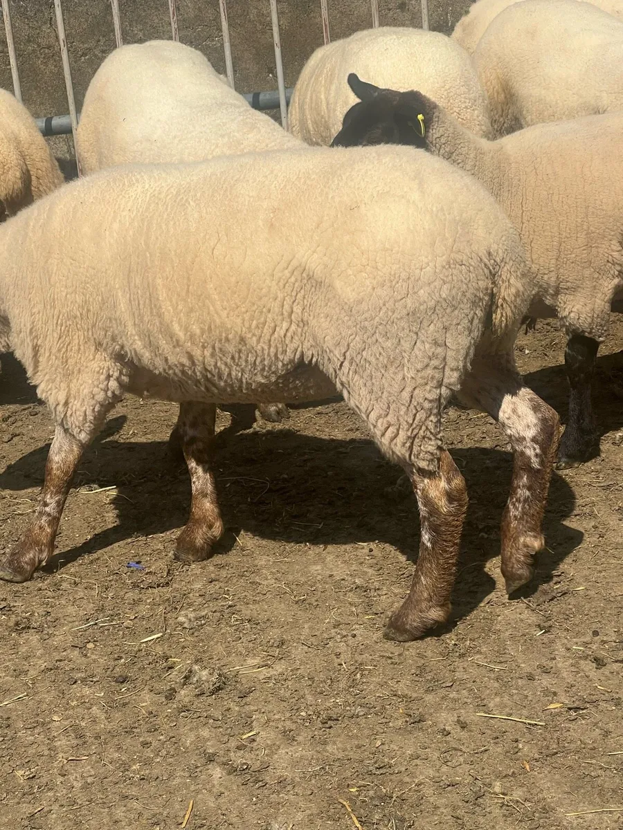Hoggets - Image 1