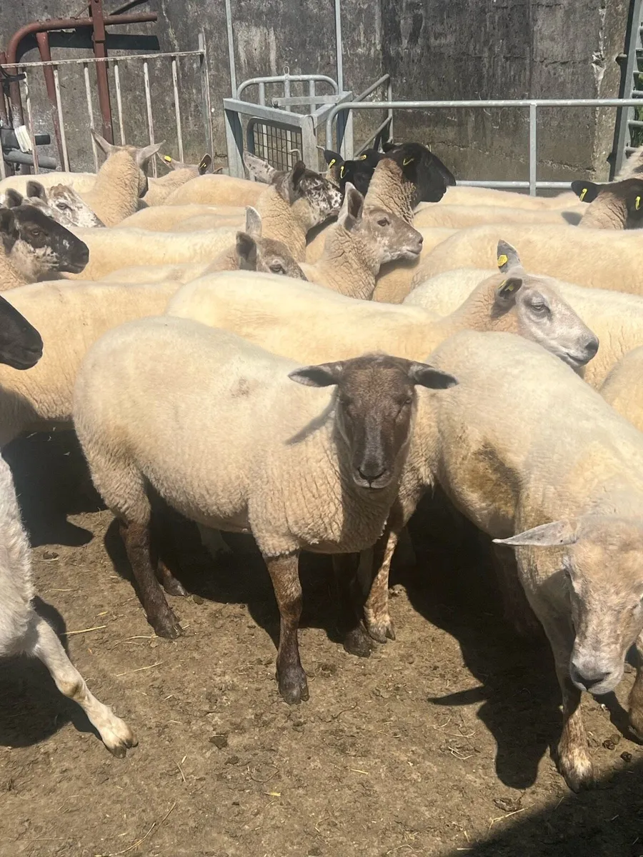Hoggets - Image 4