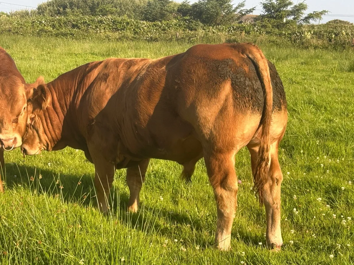 Limousin - Image 2