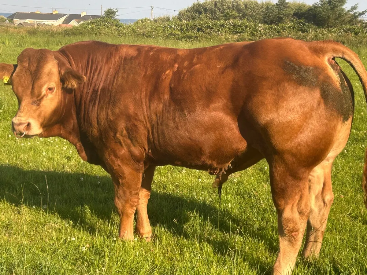 Limousin - Image 1