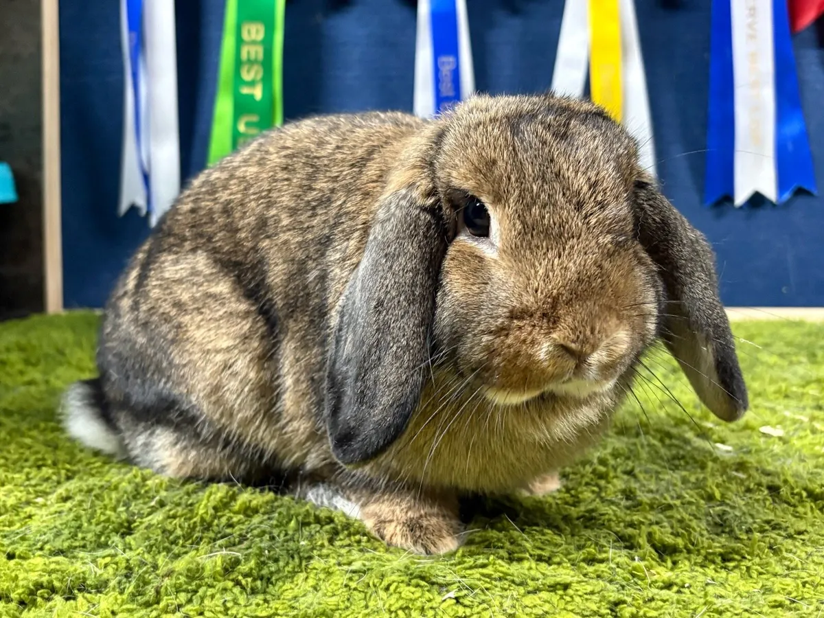 Agouti Mini Lop female - Image 2