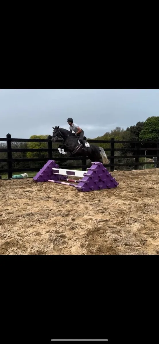 16.2hh Irish Sport Horse - Image 1