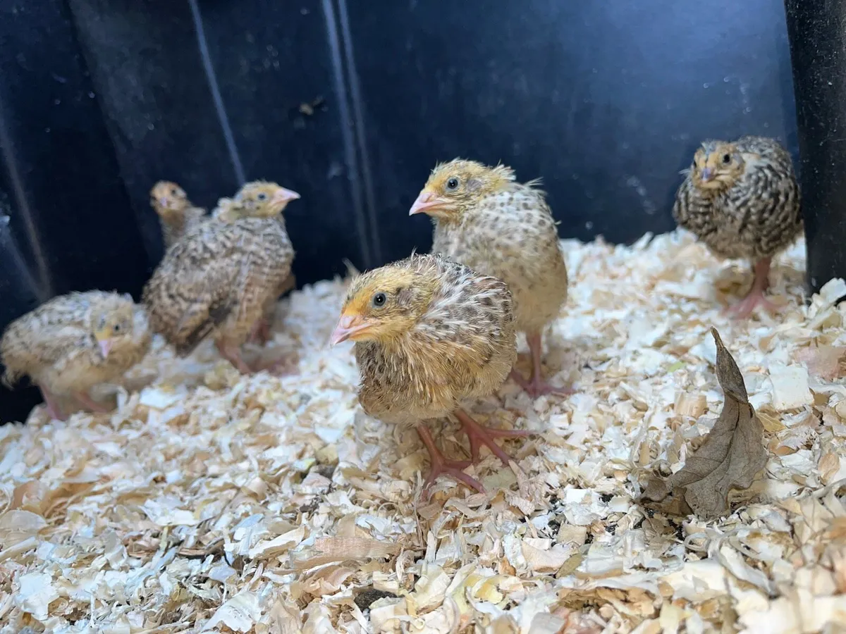Quail Eggs, Chicks - Image 1