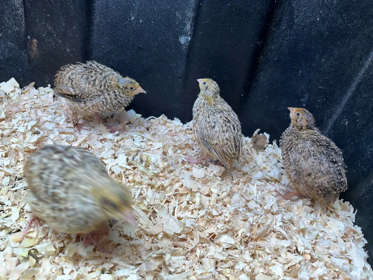 Quail Eggs, Chicks - Image 2