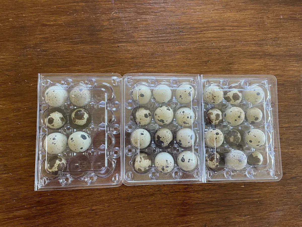 Quail Eggs, Chicks - Image 3