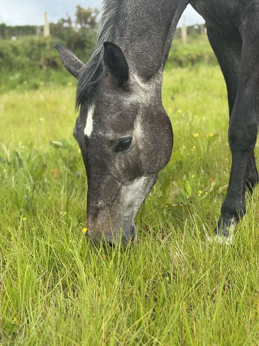 16.2hh Irish Sport Horse - Image 2