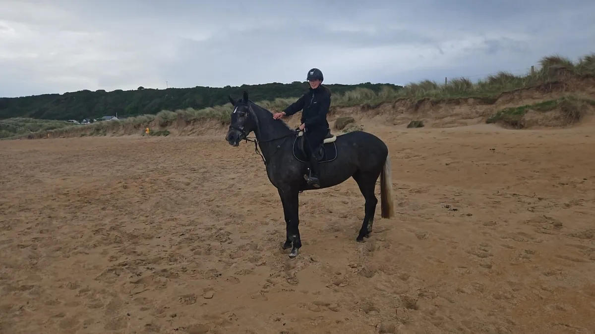 16.2hh Irish Sport Horse - Image 3