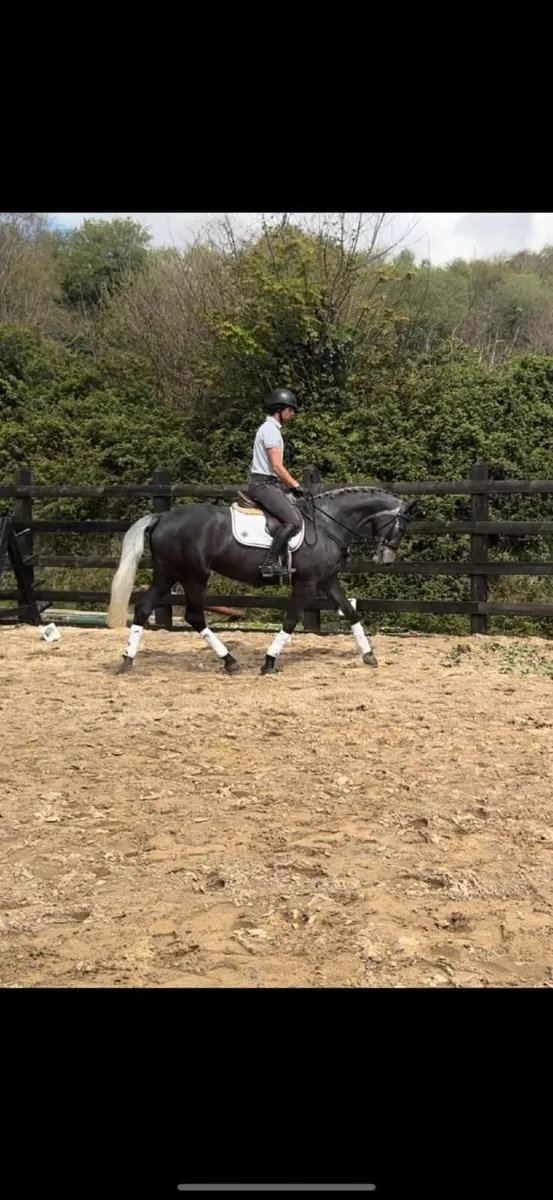 16.2hh Irish Sport Horse - Image 4