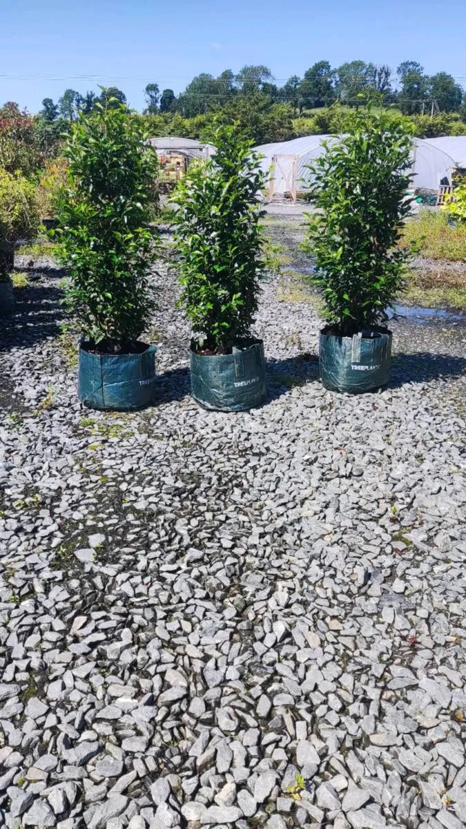 Cotoneaster Coral Berry Compactus Hedging - Image 2