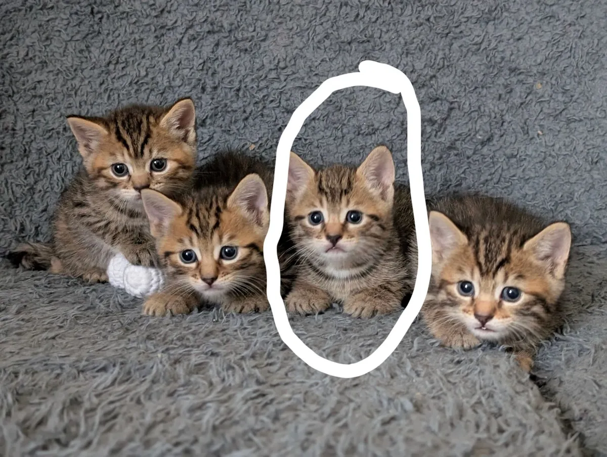Half british shorthair - Image 2