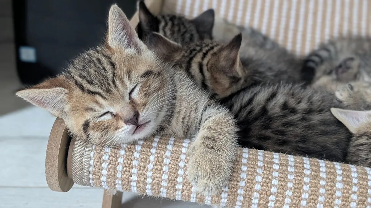 Half british shorthair - Image 3