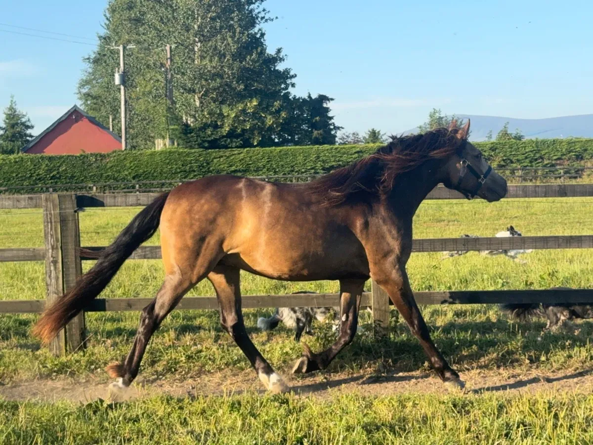 Dun filly - Image 3
