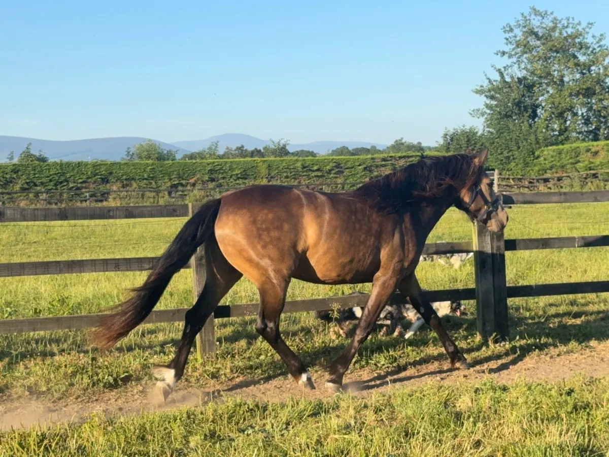 Dun filly - Image 2