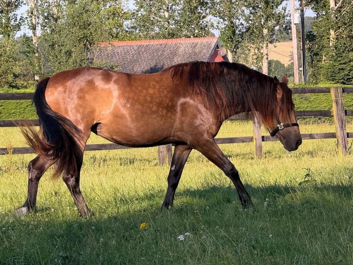 Dun filly - Image 4