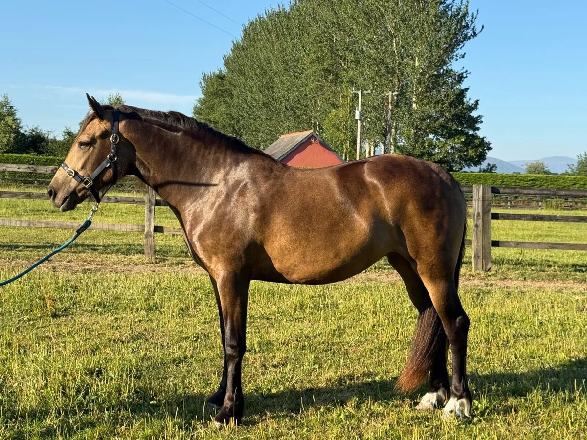 Dun filly - Image 1