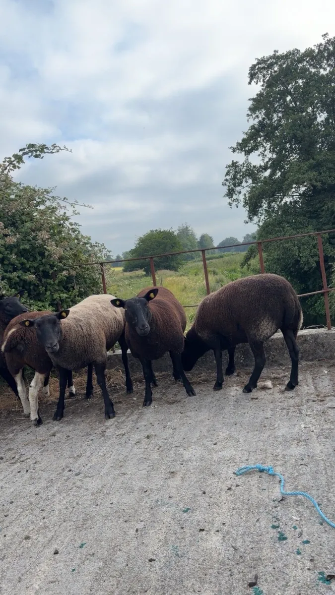 Dutch spotted Ewe Hoggets - Image 4