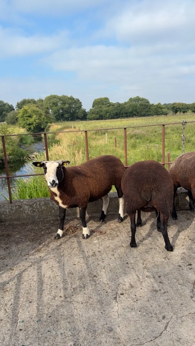 Dutch spotted Ewe Hoggets - Image 1